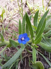 Anchusa capensis
