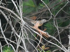 Turdus obscurus
