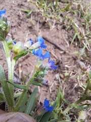 Anchusa capensis