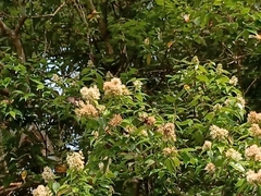 Papilio polytes romulus