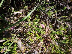 Erica ciliaris