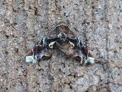 Eutelia pulcherrimus