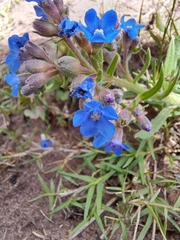 Anchusa capensis