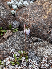 Wahlenbergia albomarginata