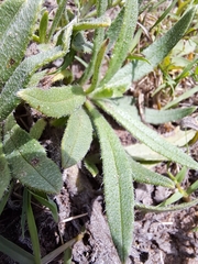 Anchusa capensis