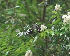 Papilio polytes romulus