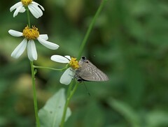 Deudorix epijarbas
