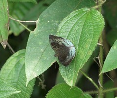 Euthalia monina monina