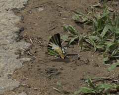 Graphium antiphates itamputi