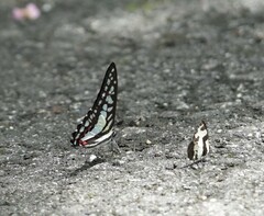Graphium evemon eventus