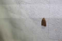 Meyrickella torquesauria