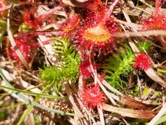 Drosera rotundifolia