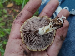 Stropharia coronilla