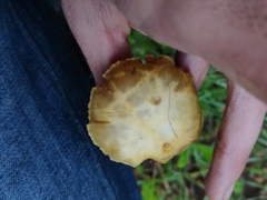 Stropharia coronilla