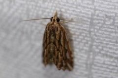 Meyrickella torquesauria