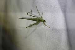 Polichne