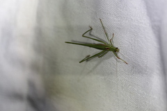 Polichne