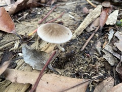 Pluteus plautus