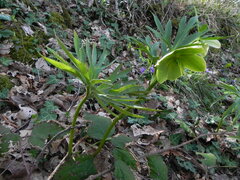 Helleborus bocconei
