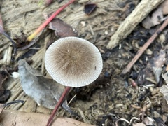 Pluteus plautus