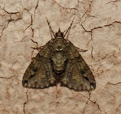 Polyclysta hypogrammata