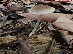 Pluteus plautus