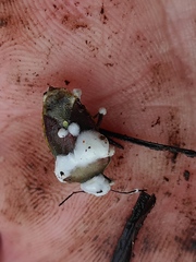 Entomophthorales