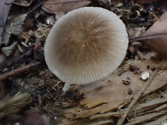 Pluteus plautus