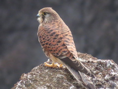 Falco tinnunculus canariensis