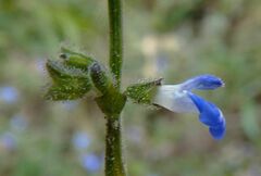 Salvia occidentalis