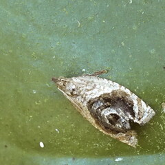 Acroceuthes metaxanthana