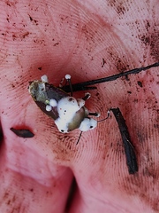 Entomophthorales