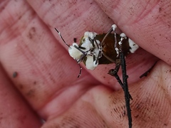 Entomophthorales