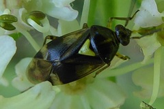 Orthops