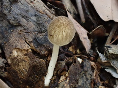 Pluteus plautus