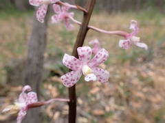 Dipodium pardalinum