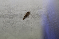 Meyrickella torquesauria