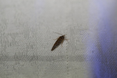 Meyrickella torquesauria