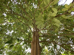 Alstonia scholaris