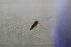 Meyrickella torquesauria