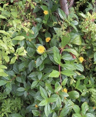 Sphagneticola trilobata
