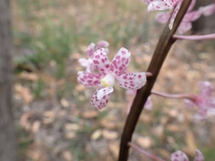Dipodium pardalinum