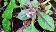 Pulmonaria officinalis