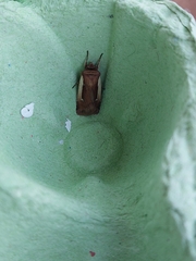 Ochropleura leucogaster