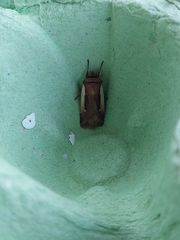 Ochropleura leucogaster