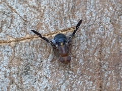 Acanthonevroides basalis