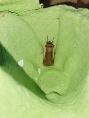 Ochropleura leucogaster