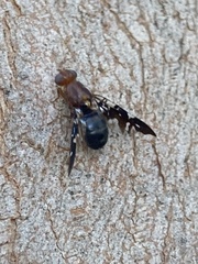 Acanthonevroides basalis