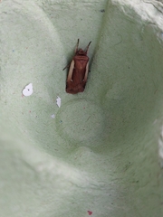 Ochropleura leucogaster