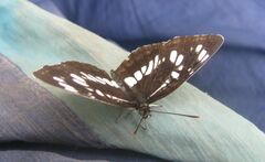 Neptis rivularis